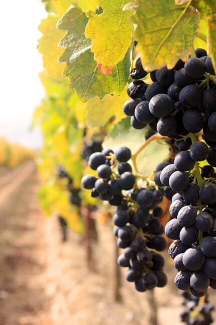 Sustainable vineyard harvesting practices that represent the future of winemaking.