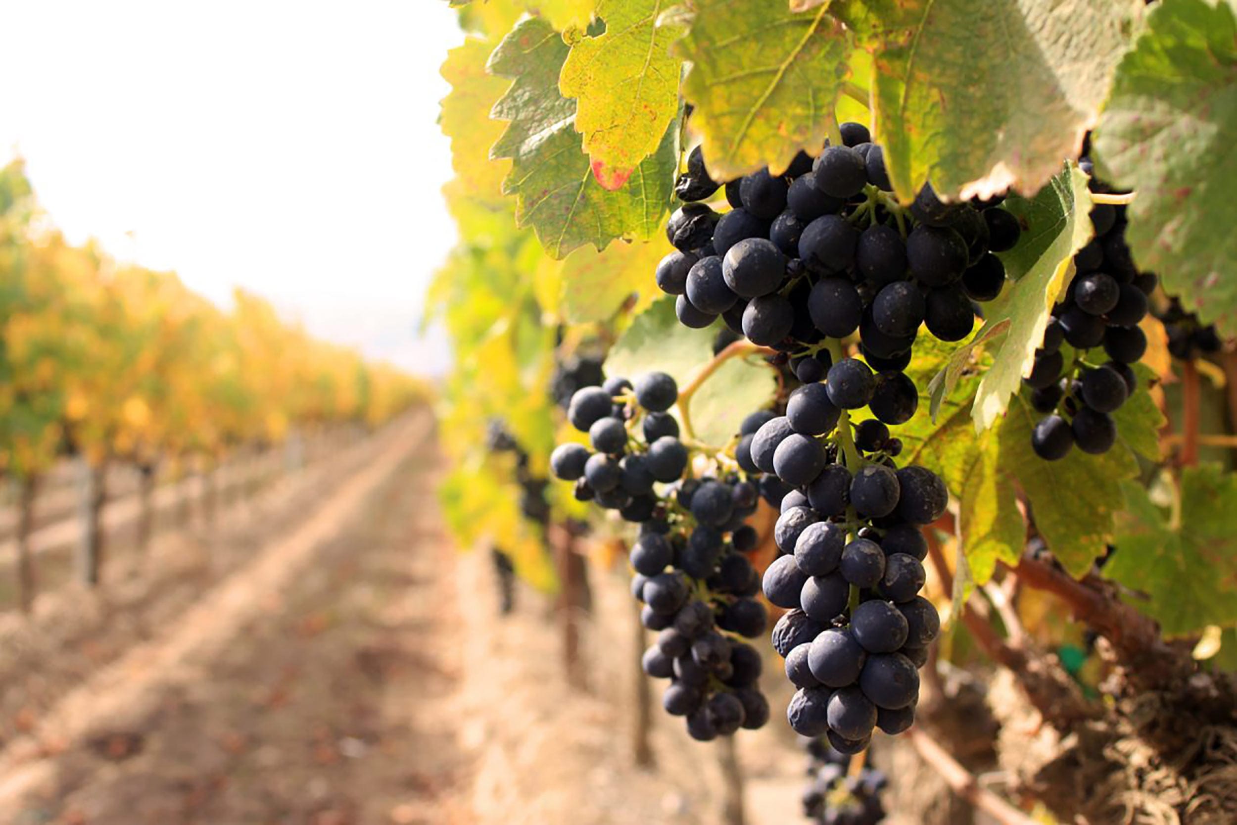 Sustainable vineyard harvesting practices that represent the future of winemaking.