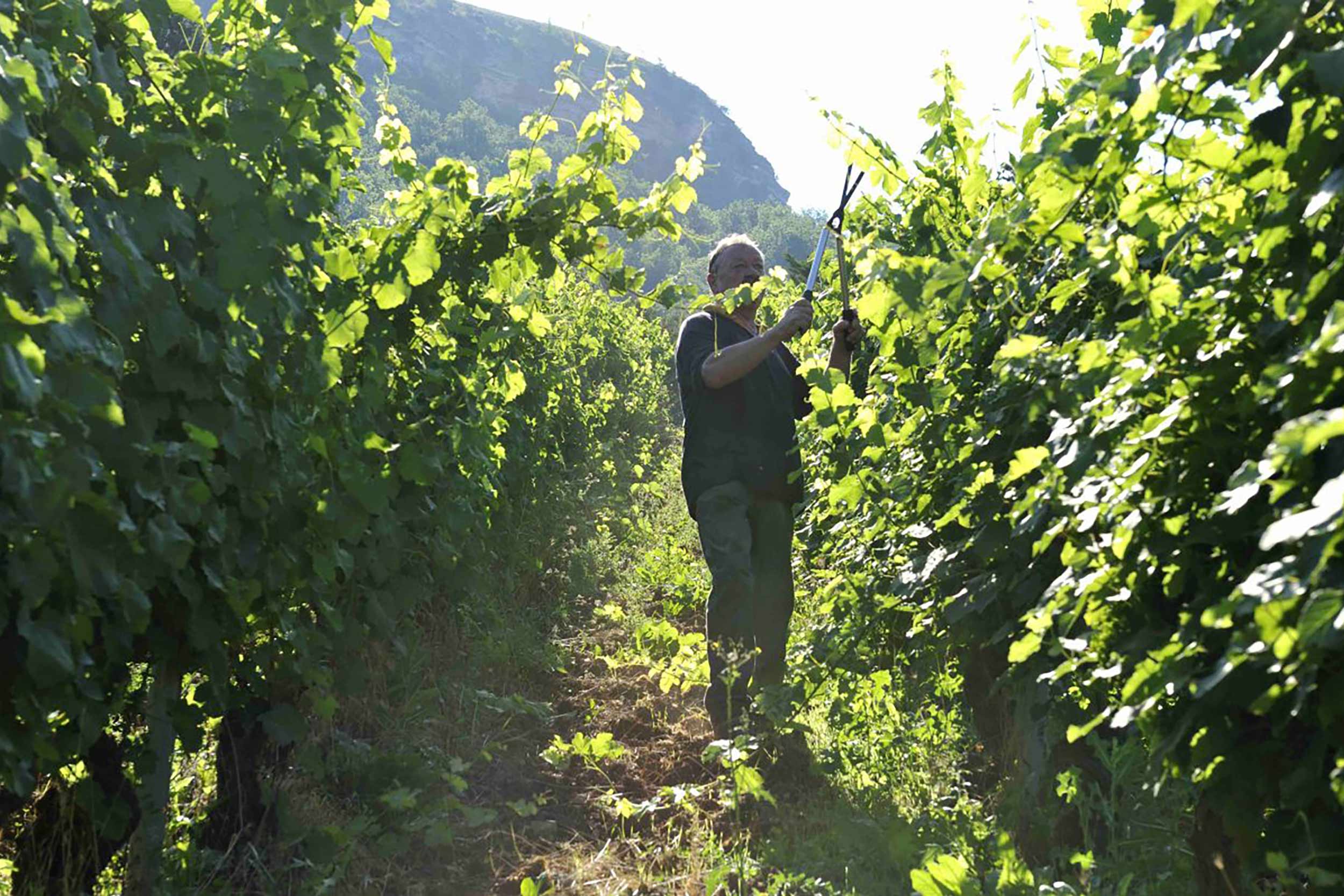 Michelin Restaurant Wine Dinners