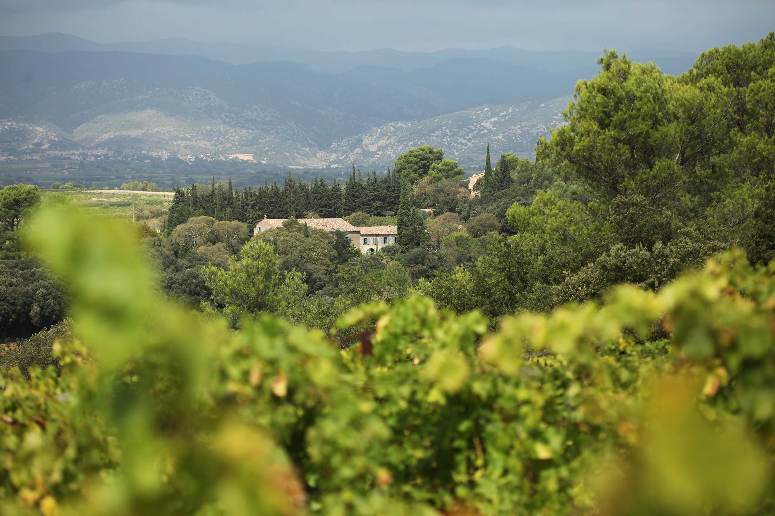 Restaurant Spitalfields Market Languedoc Wine Dinner