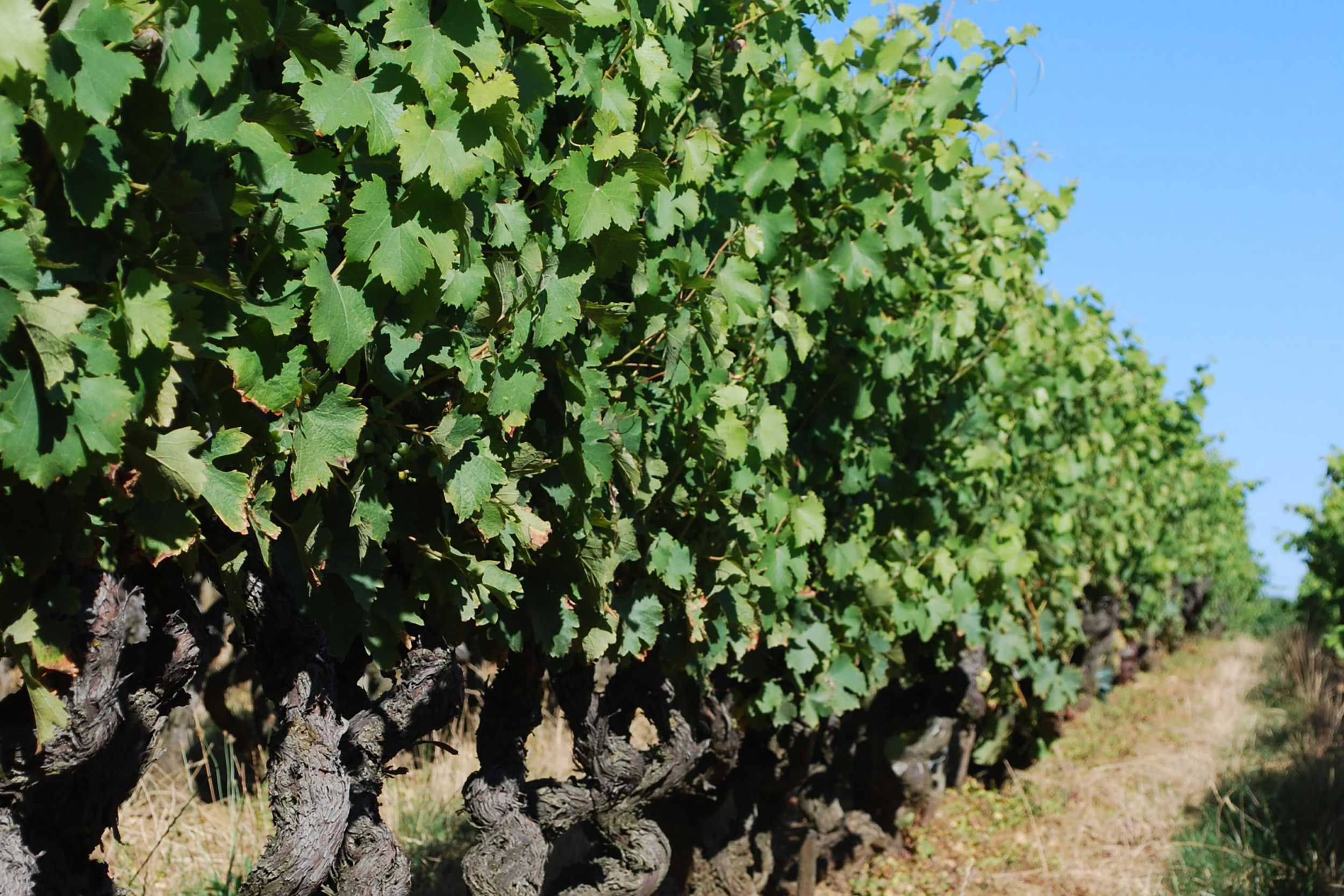 French Brasserie Loire Valley Dinner