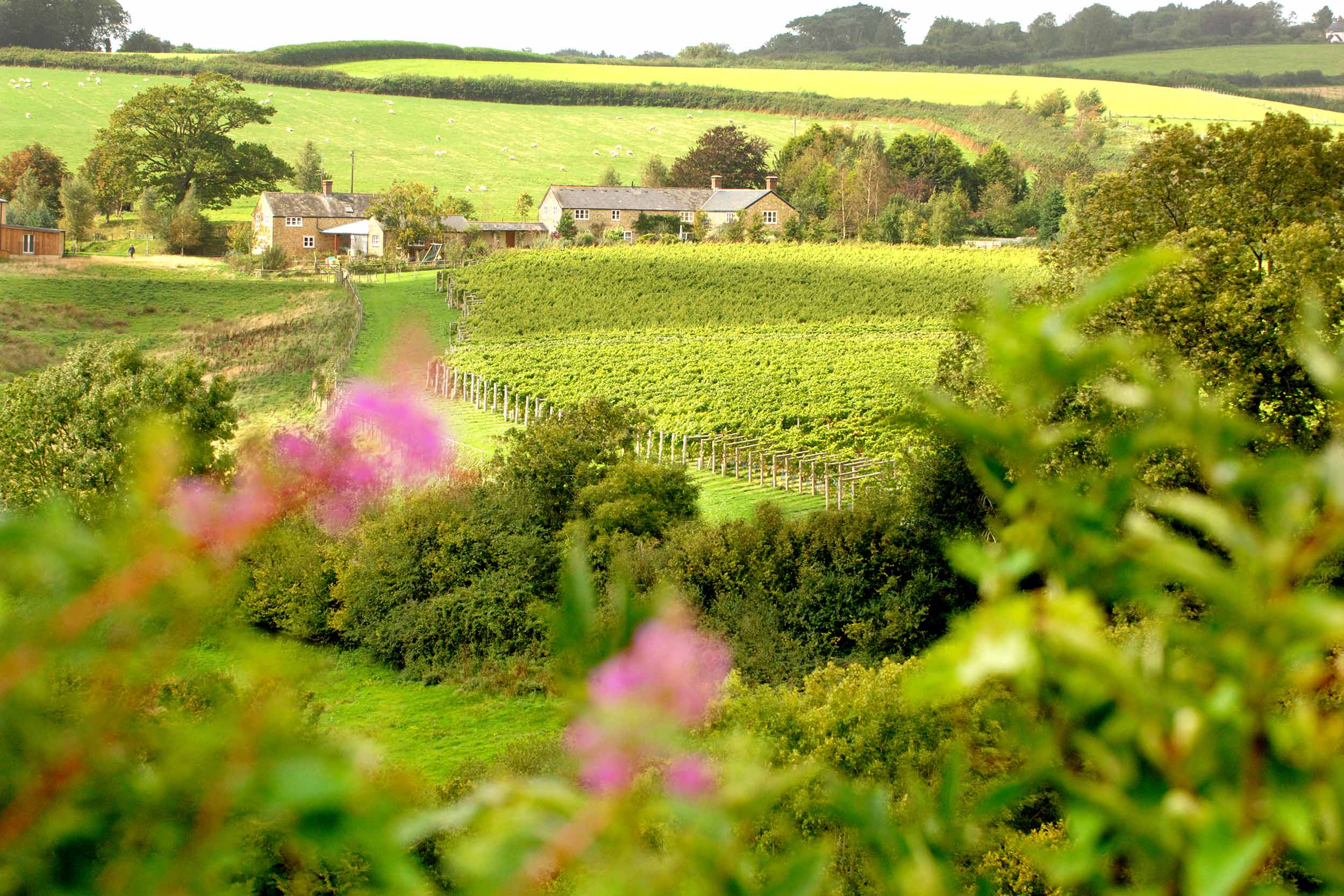 Restaurant Chelmsford Wine Dinners