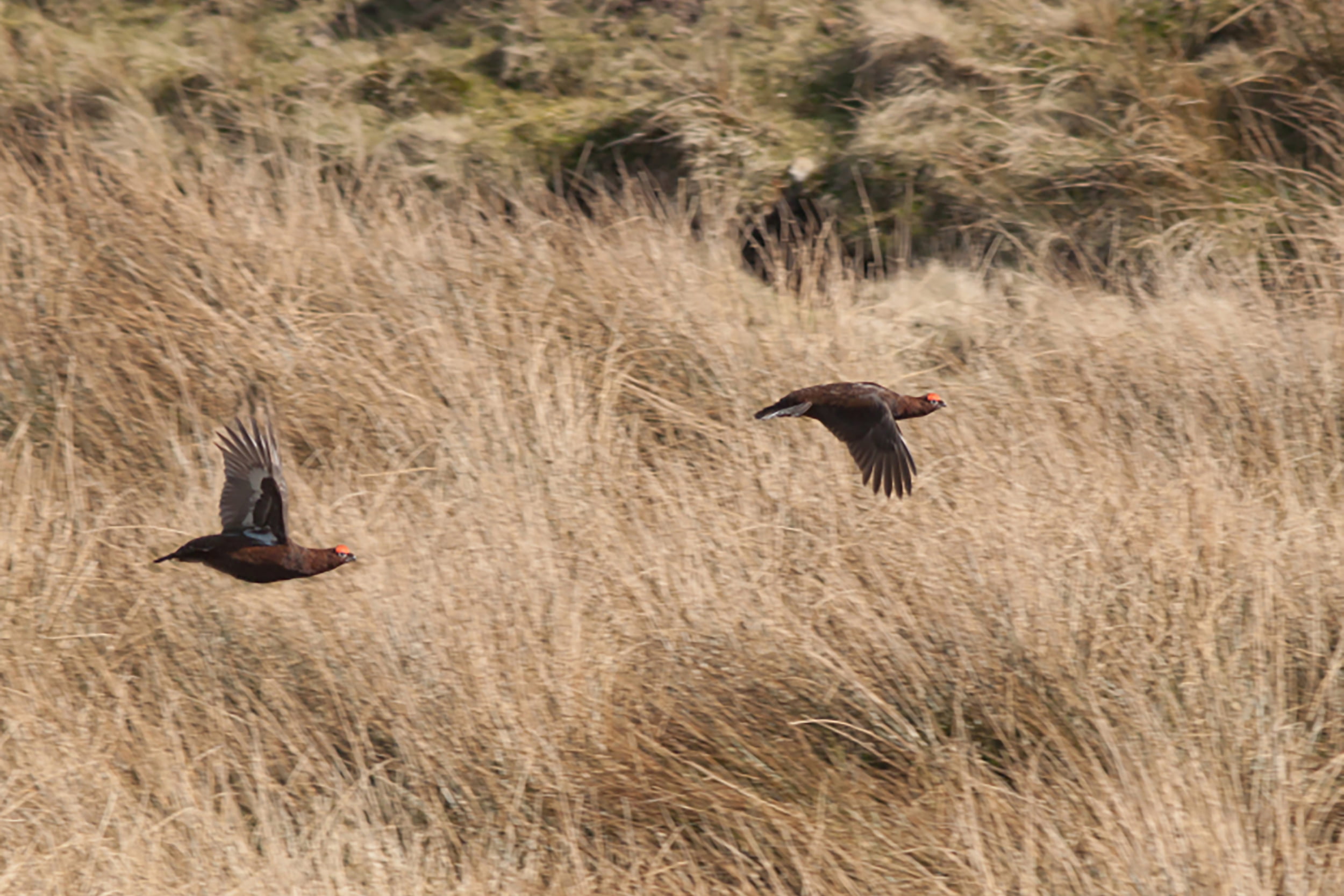 Restaurant Spitalfields Game Wine Dinner