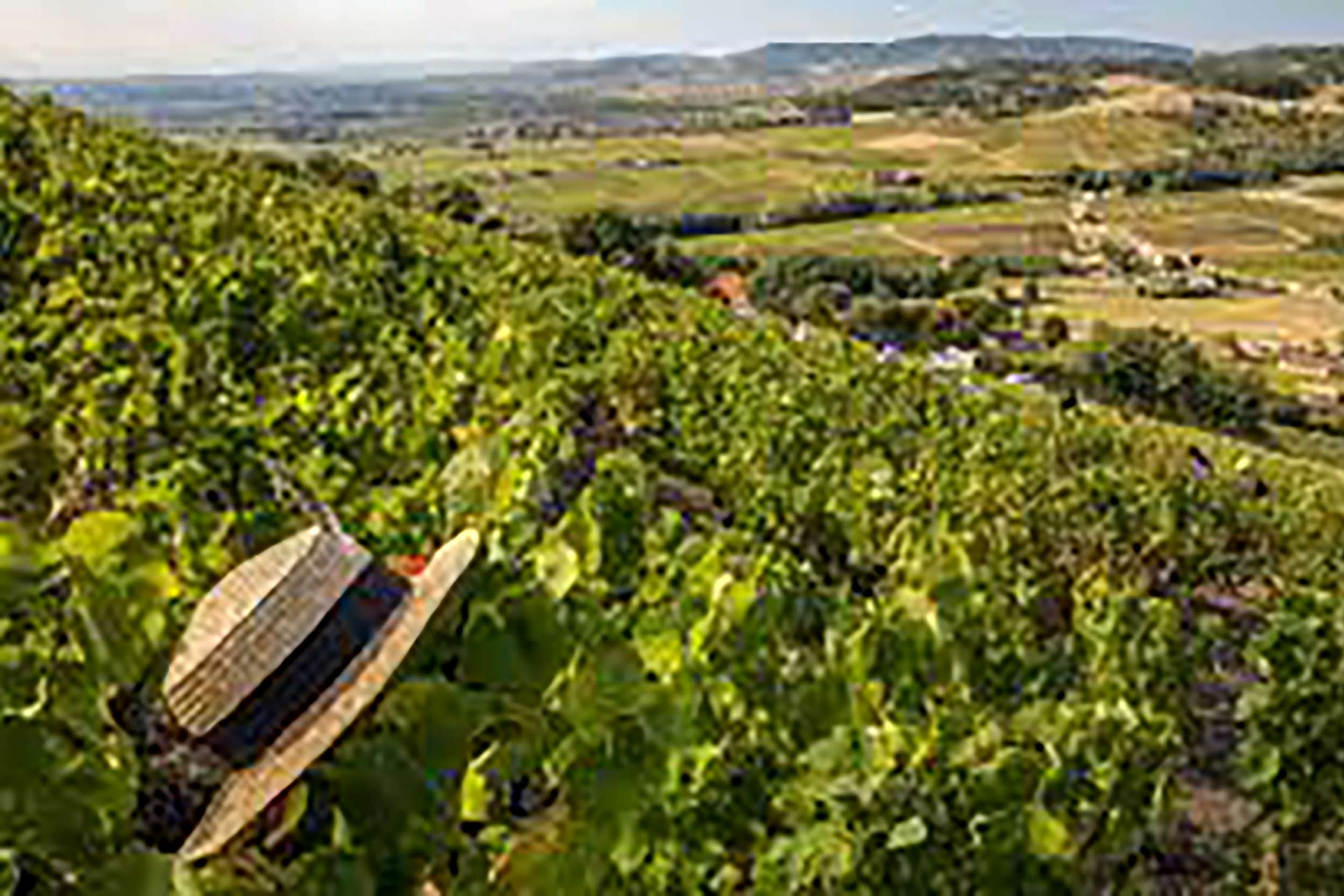 Restaurant Near Me Beer Garden Essex Chelmsford Beaujolais Day Wine Dinner