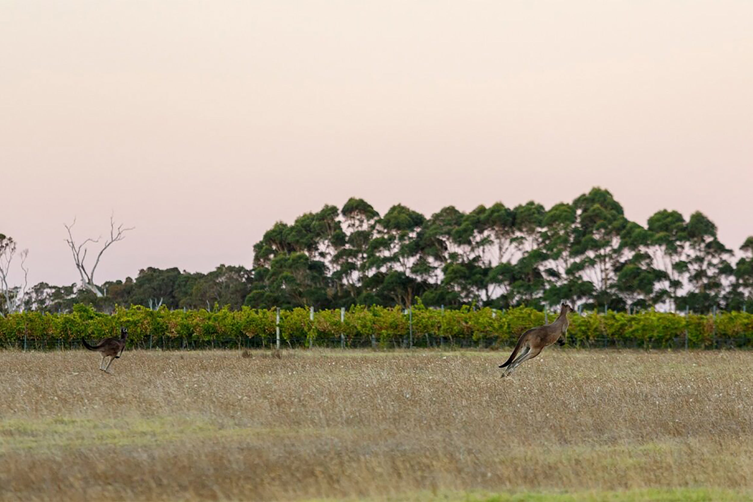 French Restaurant An Australian Wine Dinner