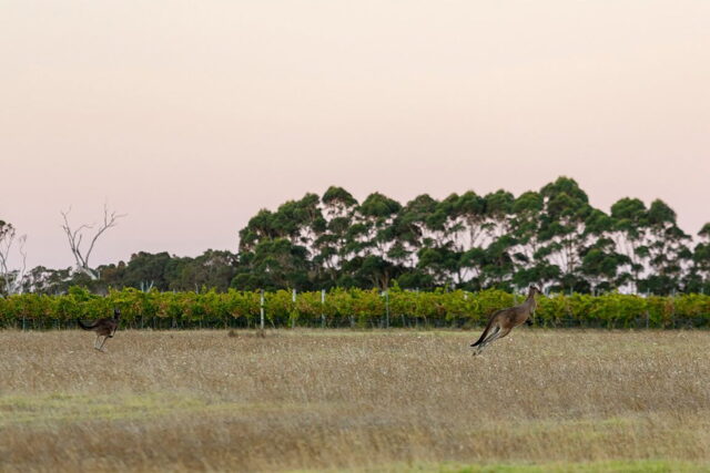 Expert sommelier showcasing a curated selection of fine Australian vintage wines.