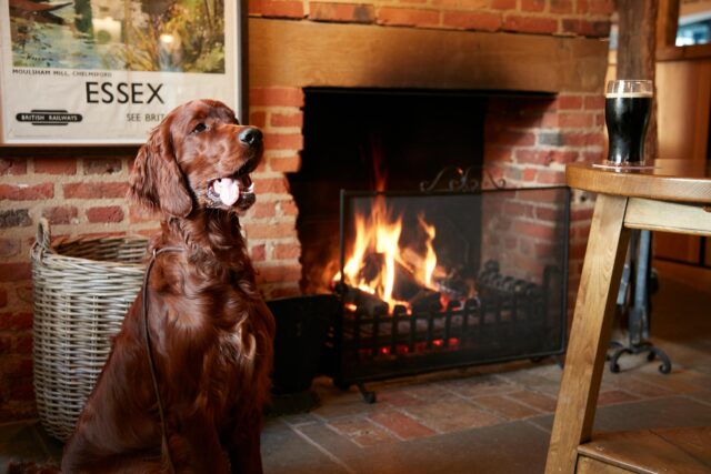 Dog owners enjoying a scenic countryside walk through the beautiful Essex landscape.