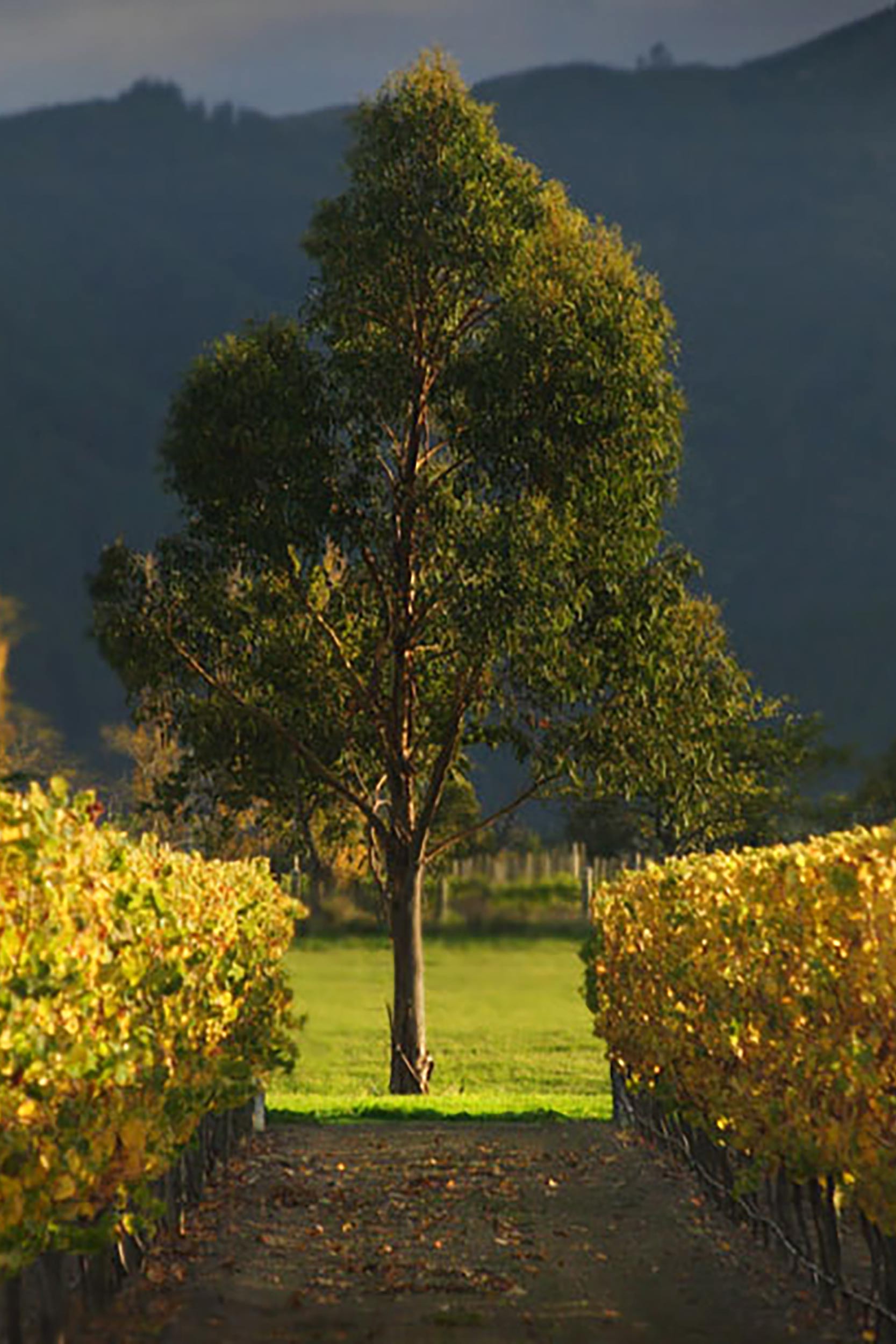 Restaurant near me Beer Garden Essex Chelmsford New Zealand Wine Dinner