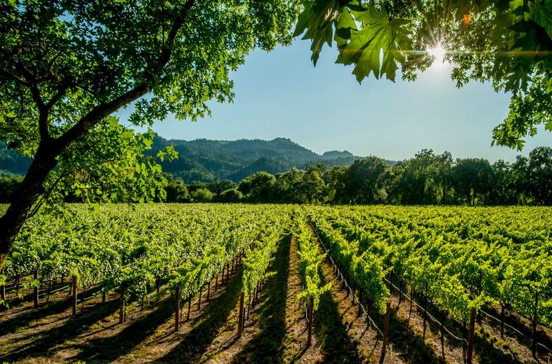 Premium Maison Joseph Janoueix Bordeaux wine bottles selected for the Galvin dinner.