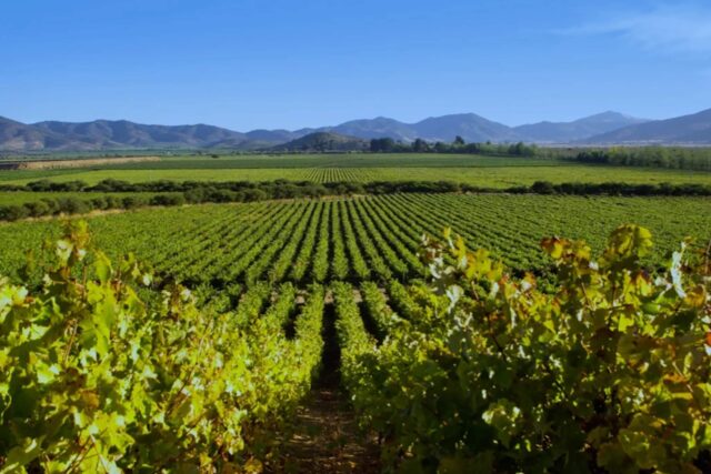 Top Mediterranean restaurant in Bishopsgate London, join our February wine dinner, showcasing the wines of Chile.