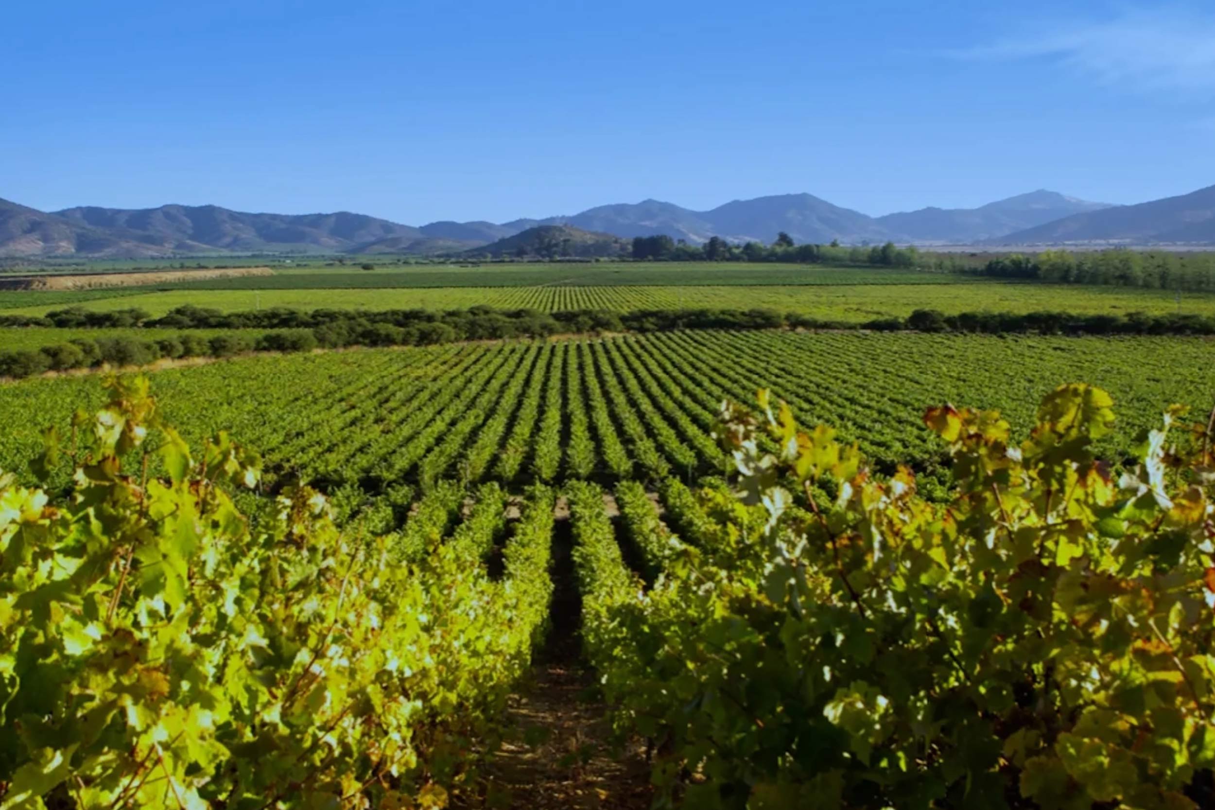 Mediterranean Restaurant London Chile Wine Dinner