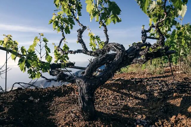 April wine dinner best mediterranean restaurant in Spitalfield, celebrating the wines of The Canary Islands & Piedra Fluida Winery.